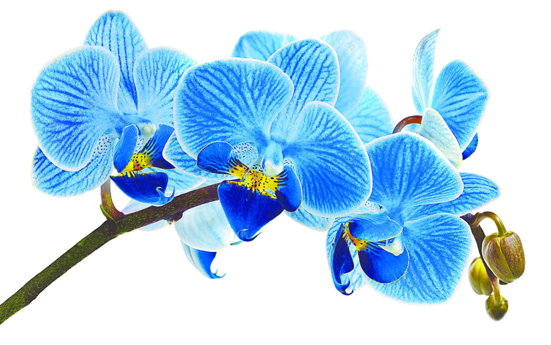 “Grow Fort Myers” Plant Sale and Orchid Symposium at Edison and Ford